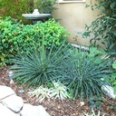 Twin Flowered Agave
