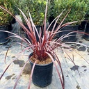 Burgundy Cordyline