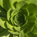 Tree Aeonium