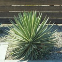 Caribbean Agave