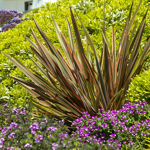 Sundowner New Zealand Flax