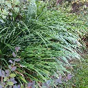 Giant Lily Turf