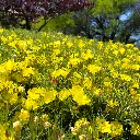 Texas Primrose (Sundrops)