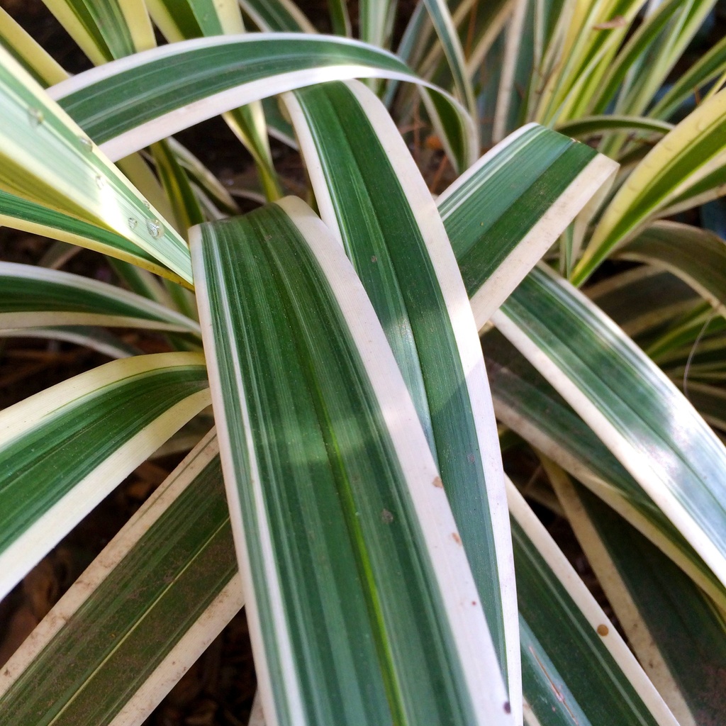 Variegated Flax Lily (1 Gallon)