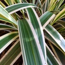 Variegated Flax Lily