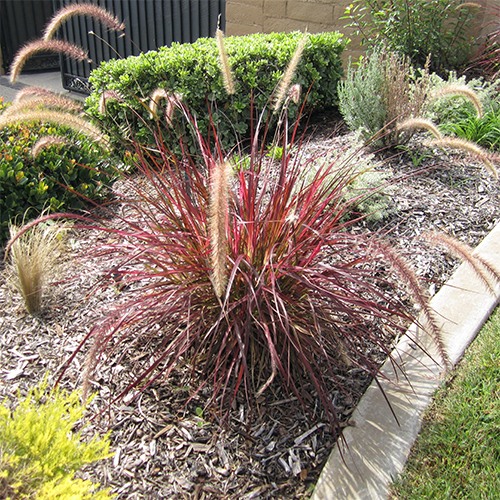 Fireworks Fountain Grass (1 Gallon)