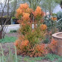 Red Pencil Plant