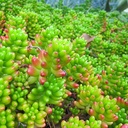 Pork and Beans Sedum