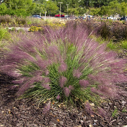 Pink Muhlygrass (1 Gallon)