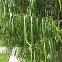 Australian Willow
