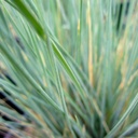 Blue Oat Grass