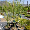 Blue Palo Verde