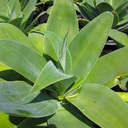 Fox Tail Agave