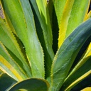 Variegated Dwarf Agave