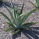 Octapus Agave