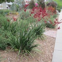 Red Kangaroo Paw