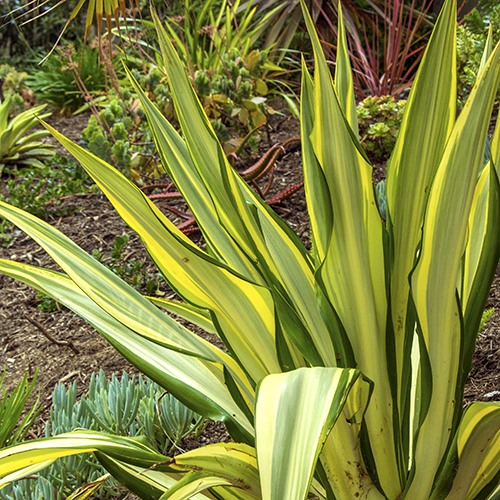 False Agave