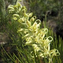 Grevillea