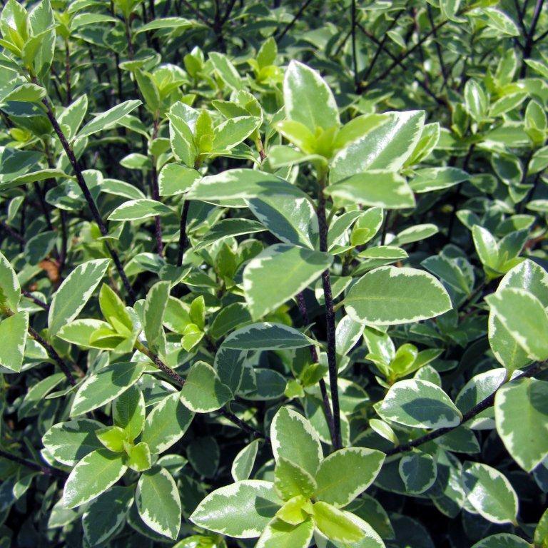 Variegated Kohuhu