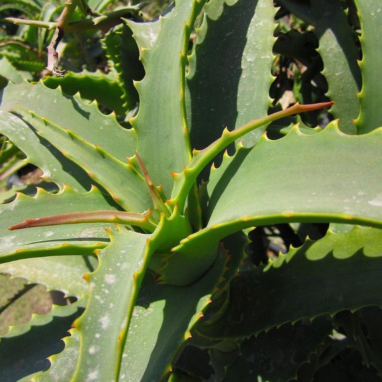 Tree Aloe