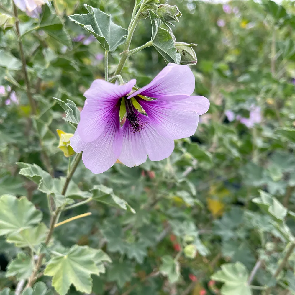 Tree Mallow