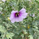 Tree Mallow