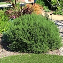 Tuscan Blue Rosemary