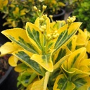Gold Euonymus