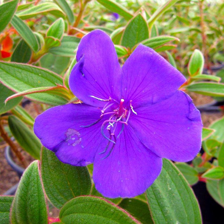 Princess Flower