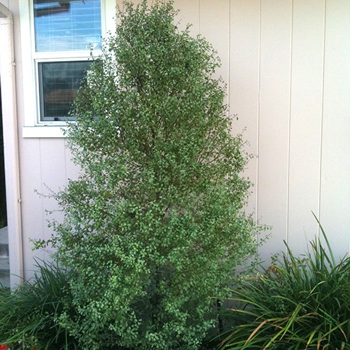 Silver Sheen Kohuhu