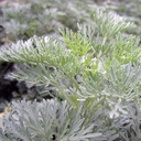 Wormwood