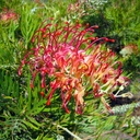 Grevillea