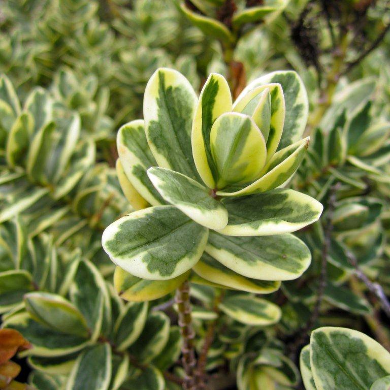 Variegated Hebe