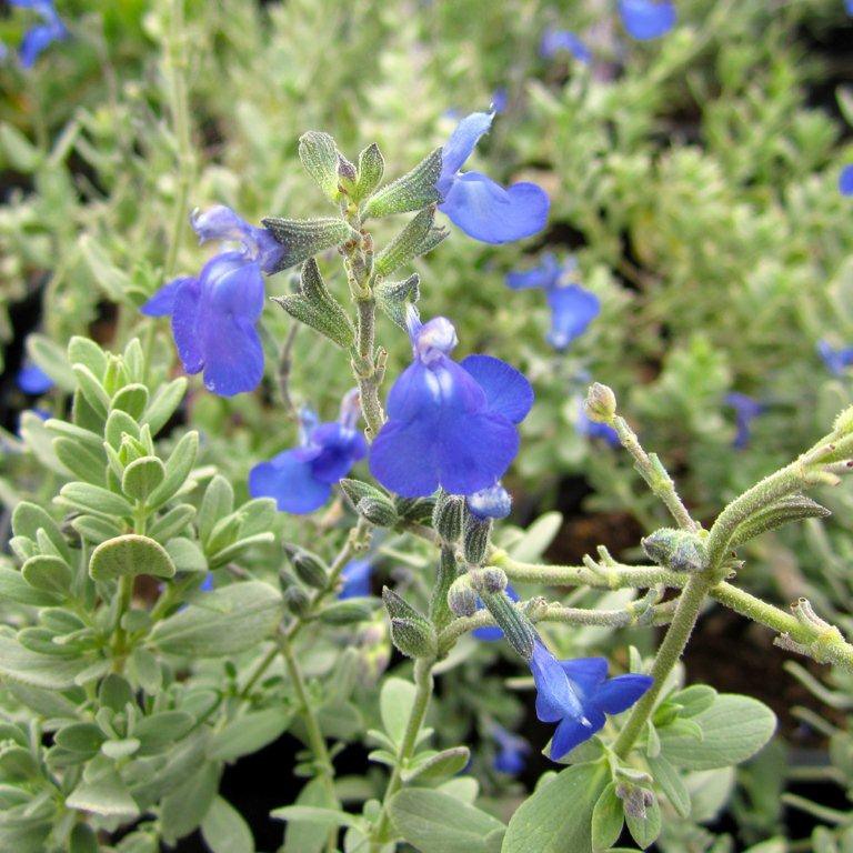 Germander Sage