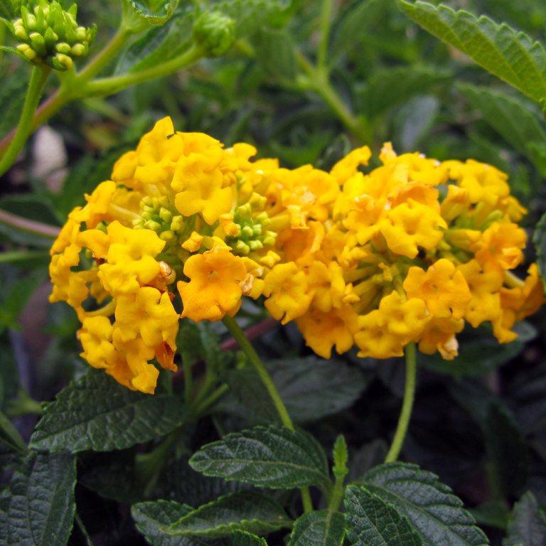 New Gold Lantana