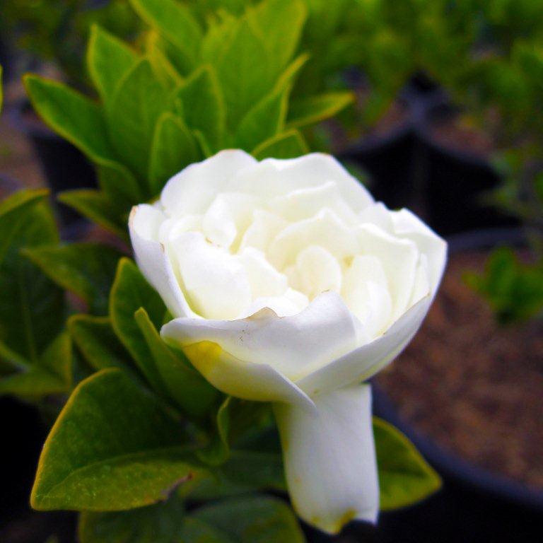 Everblooming Gardenia