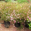 Gaura