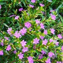 False Heather