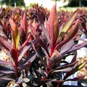 Black Spurge