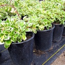 Variegated Mintleaf