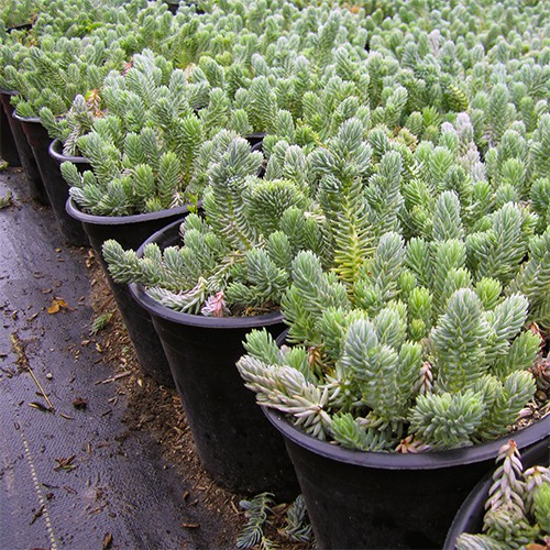 Blue Spruce Stonecrop