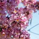 Pink Trumpet Tree