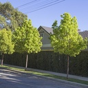 Camphor Tree