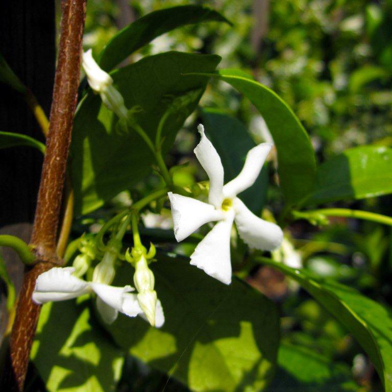 Star Jasmine