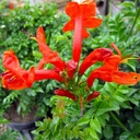 Cape Honeysuckle - Bush Form