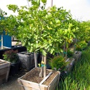 Washington Navel Orange Tree