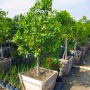 Washington Navel Orange Tree - Semi Dwarf
