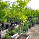 Bearss Lime Tree
