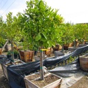 Eureka Lemon Tree
