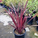 Guardsman New Zealand Flax